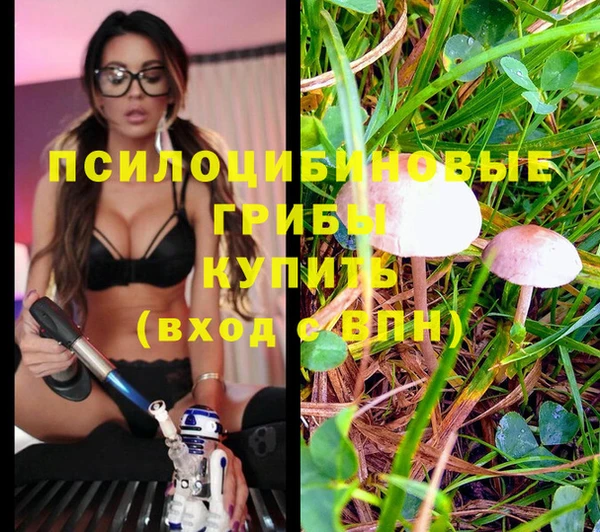 прущие грибы Балабаново